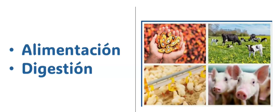 NUTRICIÓN ANIMAL